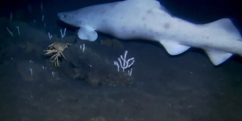 Erster nachweis eines leuzistischen falschen katzenhais