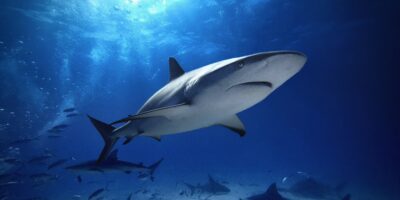 Karibischer riffhai carcharhinus perezii bahamas