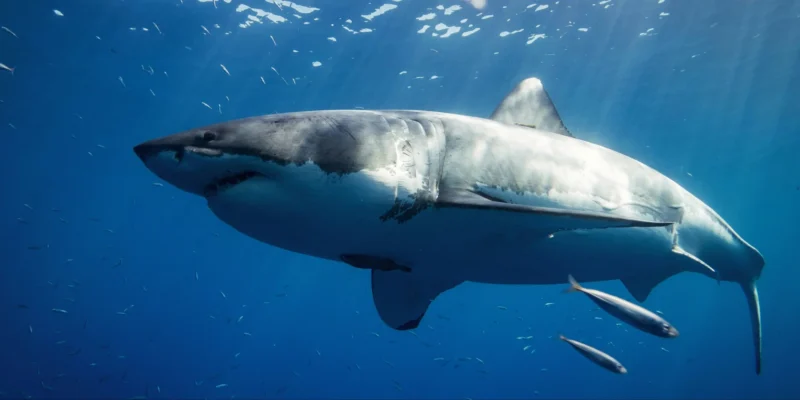 Weißer hai carcharodon carcharias im blauwasser