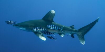 Weißspitzen hochseehai carcharhinus longimanus